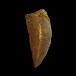 Ferocious Relic: Authentic Carcharodontosaurus Tooth from Morocco