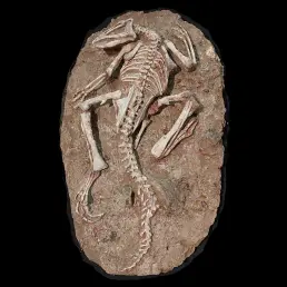 Jeholosaurus Skeleton Fossil — Early Ancestor of Iguanodonts and Hadrosaurs from the Jehol Biota