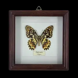 Lime Swallowtail：框裝 Papilio demoleus，印尼