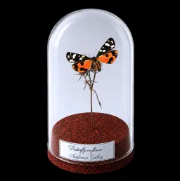Callimorpha dominula on dried bloom in Glass cloche 12 cm, Europe