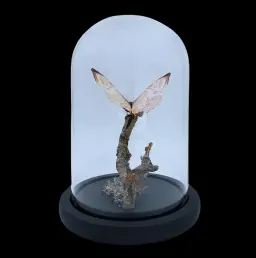 Morpho sulkowskyi in Glass Cloche 22 cm, Peru