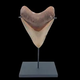 Megalodon Tooth, 73 g, h 9.5 cm, circa 13 mln years old