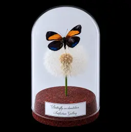 Callicore eunomia on dandelion in Glass cloche 12 cm, Peru