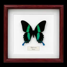 Papilio blumei in Frame, Indonesia