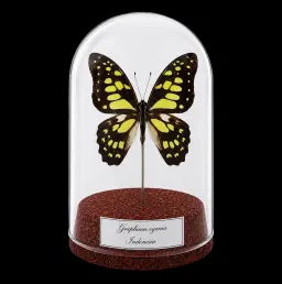 Graphium cyrnus in Glass Cloche 12 cm, Indonesia