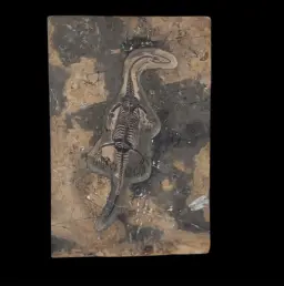 Keichousaurus Fossil in Limestone Matrix – A Triassic Marine Reptile from China