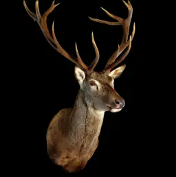 Red Deer Stag Shoulder Mount – A Symbol of Majesty and Wilderness