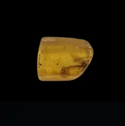 A piece of natural amber