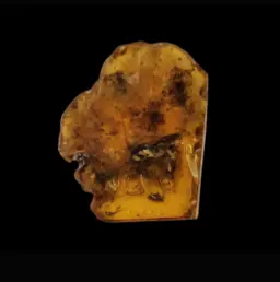 Amber with Ancient Mosquito Inclusion — Baltic Region, Mid-Eocene