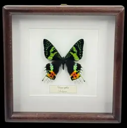 Urania ripheus – Madagascar’s Iridescent Treasure