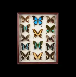A Framed Collection of 14 Real Butterfly Varieties