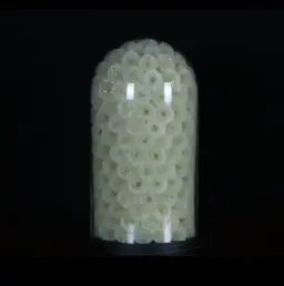 極其珍稀的玻璃罩保存蒲公英——永恆之美的傑作