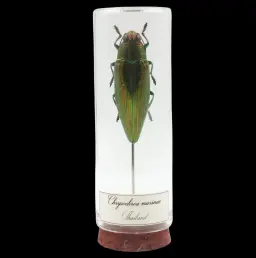 Chrysochroa marinae – The Sapphire Beetle of Thailand