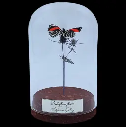 Callicore sp. on dried bloom in glass cloche, Peru