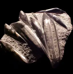 Fossil Orthoceras