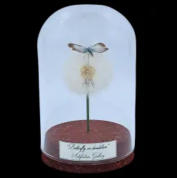 Lysandra coridon on dandelion in glass cloche, Eurasia