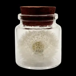 Miniature Marvel - Preserved Dandelion in Glass Bottle, 6 cm High