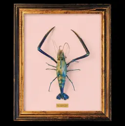 Giant Freshwater Prawn - The Largest Freshwater Crustacean in the World