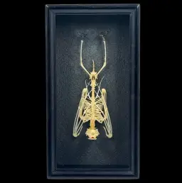 Skeleton of a Bat in a Wooden Frame – Delicate Tribute to Nocturnal Majesty