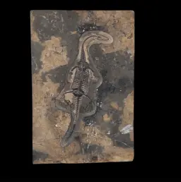 Keichousaurus Fossil in Limestone Matrix – A Triassic Marine Reptile from China