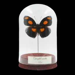 Catonephele numilia – The Sunset Jewel of Peru