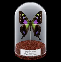 Graphium weiskei in Glass Cloche 12 cm, Papua New Guinea