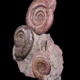 Ammonite Cluster – Natural Sculpture from an Ancient Sea