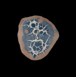 Natural Desert Septaria “Dragon Stone”, 151 gr