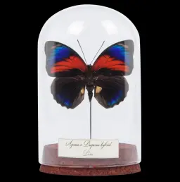 Agrias x Prepona Butterfly hybrid in a glass cloche