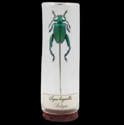 玻璃瓶中的 Sagra longicollis——馬來西亞的寶石甲蟲