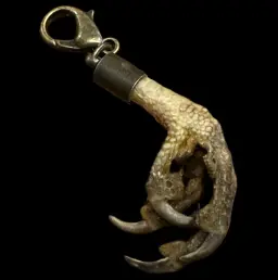 Falcon Paw Keychain: A Unique Relic of the Sky's Predator