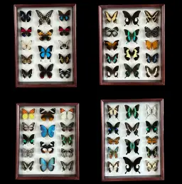 Collection of 56 perfectly preserved butterflies from 3 continents BGWB1