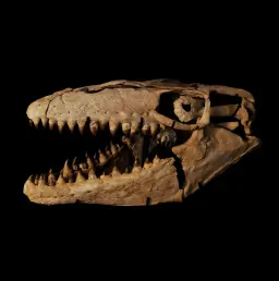 Skull of prehistoric "Sea dragon" (Mosasaur Thalassotitan), 72 mln years old, well preserved
