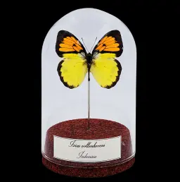 Ixias vollenhoveni in Glass Cloche 10 cm, Indonesia