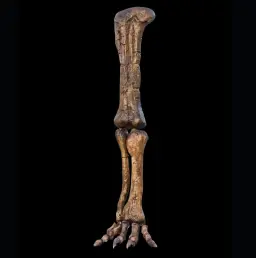 Cast of Camarasaurus Leg, 3D printed