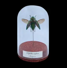 Polybothris sumptuosa in Glass Cloche 12 cm, Madagascar