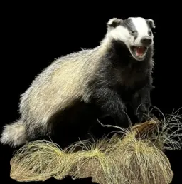 Mounted Badger