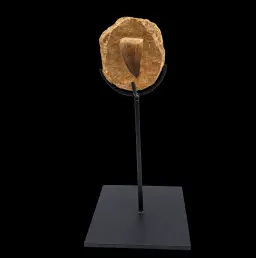 Fossilized Mosasaur Tooth in Natural Matrix
