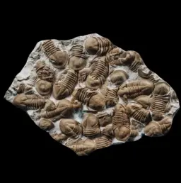 Fossilized Trilobites Plate