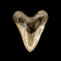 Megalodon tooth