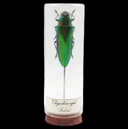 Chrysochroa rajah – The Majestic Green Jewel of Thailand
