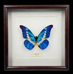 Morpho helena – Radiant Blue Jewel of Peru in Elegant Wooden Frame