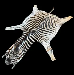 Zebra Hide – The Essence of Wild Elegance
