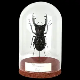 Lucanus cervus: Unique Treasure of Nature Preserved