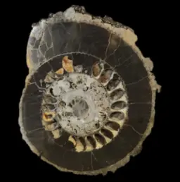 Ammonite Speetoniceras versicolor – A Multicolored Masterpiece of the Early Jurassic Sea