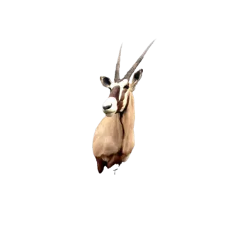 Taxidermy