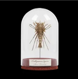 Baikal Amphipod: Acanthogammarus Lappaceus in a Glass Cloche