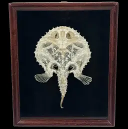 行走魚骨骼——裝框展示中的自然演化傑作