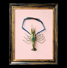 Giant Freshwater Prawn - The Largest Freshwater Crustacean in the World