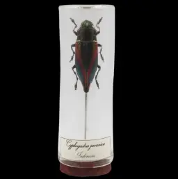Cyphogastra javanica in a Glass Bottle – A Jewel of Indonesian Rainforests